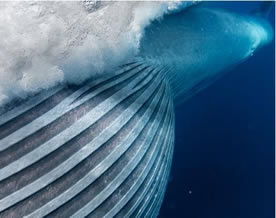 唯美图库｜摄影师拍到布氏鲸捕食瞬间珍贵镜头