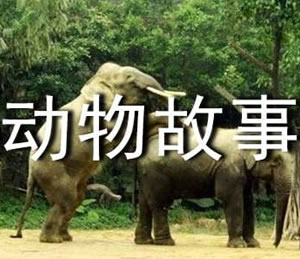 经典故事｜世界动物故事100篇